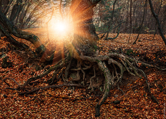 DieKraftdesWeiblichen_2_660px